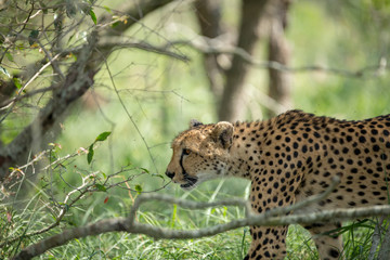Wall Mural - A mother cheetah and her little cubs moving around hunting on an early morning safari. 