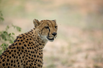 Wall Mural - A mother cheetah and her little cubs moving around hunting on an early morning safari. 