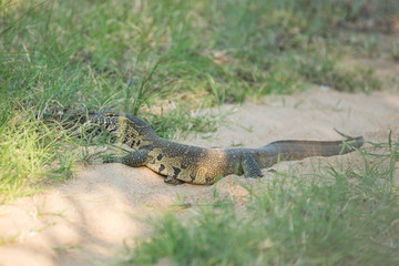 Wall Mural - A large rock monitor lizard taking a break from the scorching summer heat in the shade of a dried up river bed. 