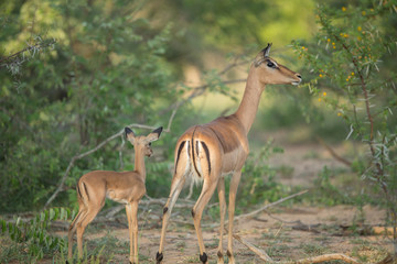 Wall Mural - A young impala with its very nervous looking mother. As one of the more common prey species these animals have to constantly be aware of what's going on around them. 