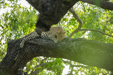 Wall Mural - A territorial male leopard taking some refuge from the sun in a large weeping boerbean tree. 