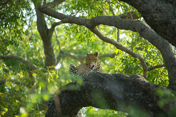 Wall Mural - A territorial male leopard taking some refuge from the sun in a large weeping boerbean tree. 