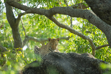 Wall Mural - A territorial male leopard taking some refuge from the sun in a large weeping boerbean tree. 