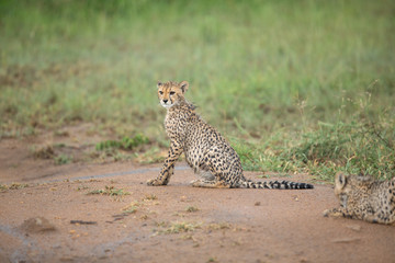 Wall Mural - A young cheetah cub soaked in a later afternoon thundershower. 