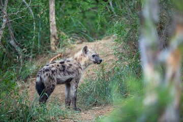 Wall Mural - Young spotted hyaena around a den. Incredibly curious as to what we were doing there. 