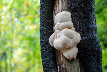 Lions Mane Mushroom On Tree Bark