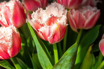 Spring bouquet with licht pink fresh garden tulips