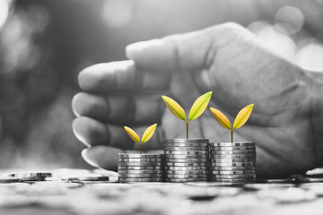 Wall Mural - Seedlings are growing from stacked coins. While a gentle man's hand was around.