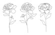 Beautiful peony flower set. Line art concept design set. Continuous line drawing. Stylized flower symbol. Vector illustration
