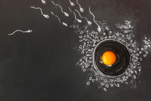 Copy Space Figure Of Egg And Sperm On A Black Chalk Board, Drawn In Chalk. In The Center Of Cumulus And Zona Pellucida Is A Chicken Egg. Illustration Of The Fertilization Process. IVF Concept