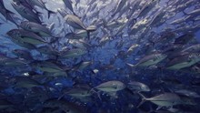 Underwater Close Up View Of School Of Crevalle Jacks Swimming Together Near Borneo, Kalimantan