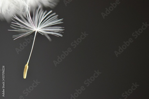 Fotomural Falling dandelion seed black background