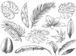 © Tartila - Hand drawn tropical leaves. Sketch tropic plants leafs, hand drawn exotic floral leaf vector illustration set. Exotic outline, line tropic botanical monstera