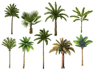 Colourful hand drawn palm tree. Retro tropical coconut trees, vintage miami palms vector illustration set. Tropical tree palm, green floral botanical