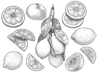 Wall Mural - Sketch lemon. Hand drawn sliced lemons, citrus fruit with leaves and half lemon vector illustration set. Lemon citrus half, fresh botanical fruit