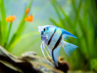 Wall Mural - portrait of a zebra Angelfish in tank fish with blurred background (Pterophyllum scalare)