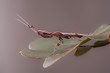 Mantis on a green leaf with in gray background. Full frame insect.