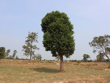 Trees In The Middle Of The Rice Field During The Dry Season.