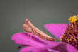 Hestiasula brunneriana - a mantis on a leaf, called a boxer.