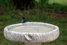 The Backyard Cement Bird Bath Is Visited By A Pretty Red Spotted Purple Admiral Butterfly. Bokeh Background.