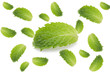 Closeup of isolated fresh spearmint  leaves on white background. Spearmint or peppermint is herbal used for flavouring ice cream candy fruit preserves alcoholic beverages chewing gum and toothpaste.