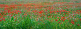 Fototapeta Natura - Beautiful field of red poppies. Flower poppy flowering on background poppies flowers. Nature.