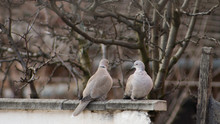 Two Turtledove On A Fence.