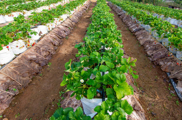 Strawberry Farm for tourists in Chiang Mai