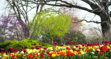 Tulips With Big Trees And Branches In Background