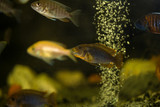 Fototapeta Do akwarium - Colorful mbuna cichlids in aquarium