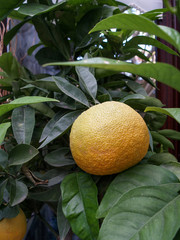 orange on tree