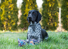 German Shorthaired Pointer Lying In The Garden Next To His Toy, A Hunting Dog Waiting For A Command From The Master