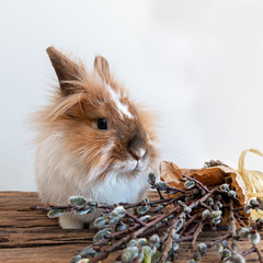 Easter bunny with a bouquet of fluffy willow on a wooden table.