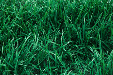 fresh spring grass. green natural background