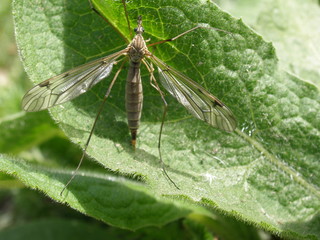 green bug on leaf