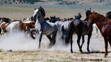 Fototapeta Do przedpokoju - Desert Wild Horses