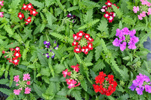 Mixed Colored Verbena Flowers In A Sunny Summer Garden, White, Red And Blue, Top View Of Beautiful Outdoor Floral Background
