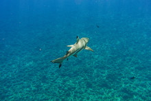 Blacktip Reef Shark And Tropical Fish Under Blue Pacific Ocean In Bora Bora French Polynesia