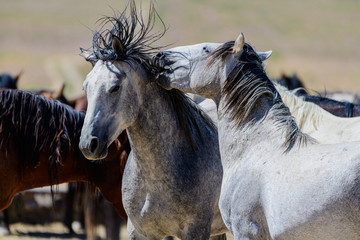 Naklejka na meble Desert Wild Horses