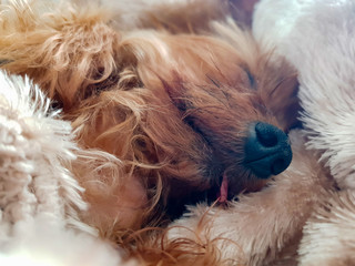 Wall Mural - Close up of Yorkshire terrier dog covered with a blanket sleeping with his tongue out