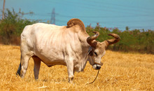 Ox On A Farm, Looking Straight Ahead.ox Bull In Indian Cattle Farm, Indian Ox Selective Focus