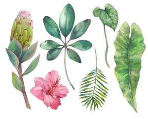  Tropical plants and flowers. Set of isolated floral elements.
