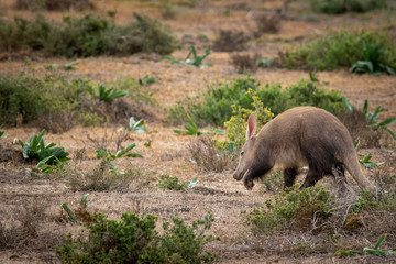 Aardvark