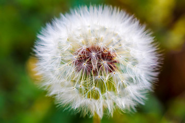 Wall Mural - dandelion on green background