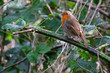 European Robin (Erithacus rubecula), Lagan River, Belfast, Northern Ireland, UK