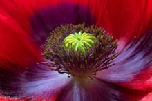 Close-up Of A Poppy