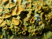 Close Up Of Fungus