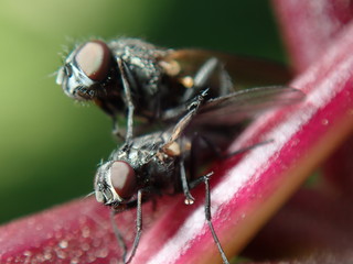 fly on leaf