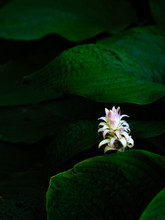 Close Up Of Hosta Flower