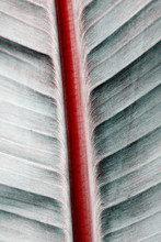 Close Up Of Banana Leaf